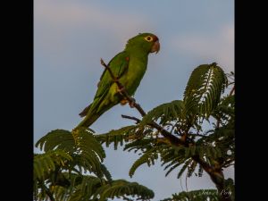 Crimson-fronted Parakeet